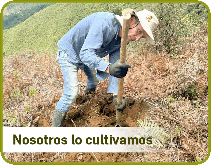 Paso 3: Nosotros lo cultivamos